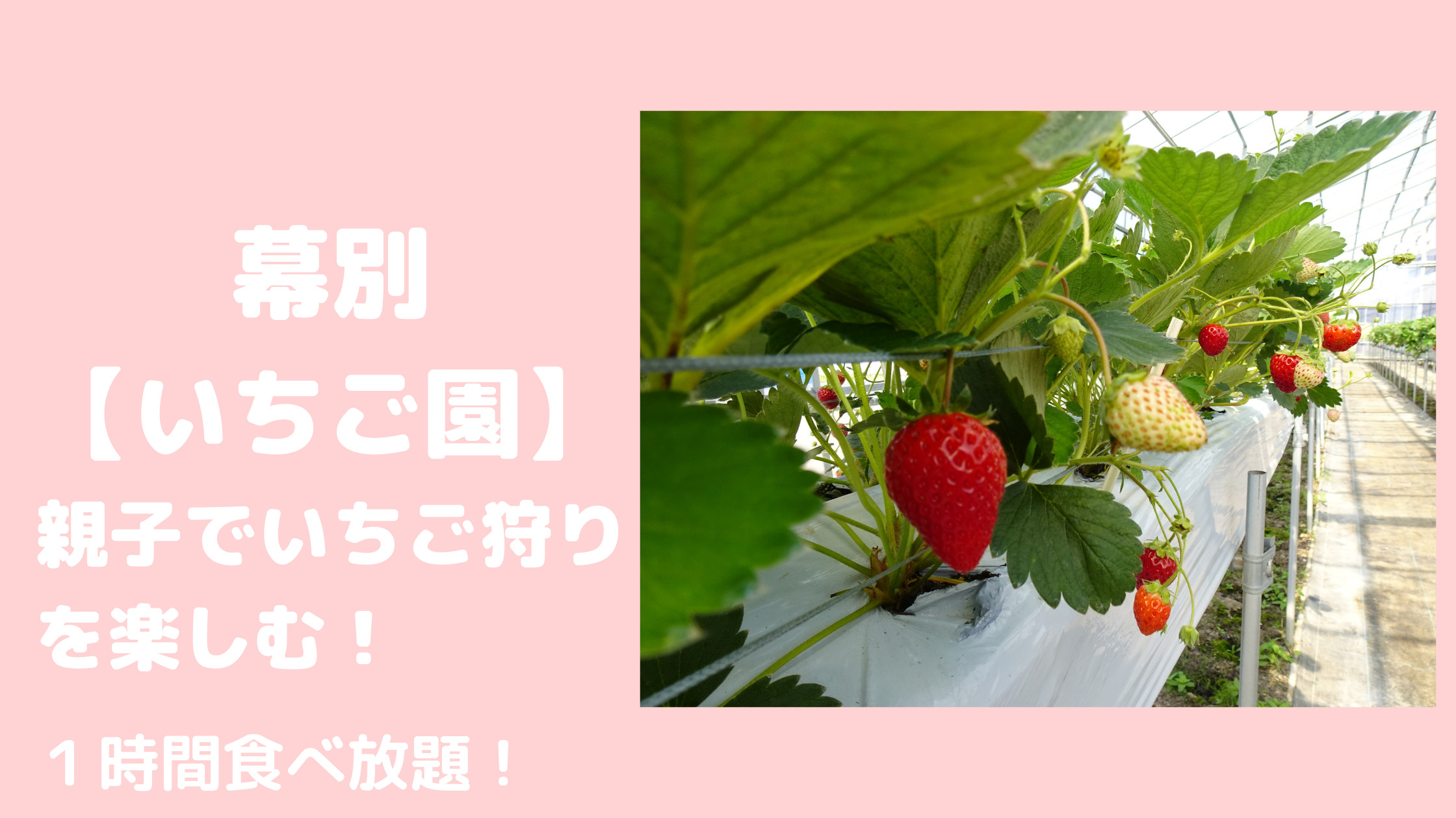 幕別 いちご園 でいちご狩りを楽しもう ごきげんママブログ